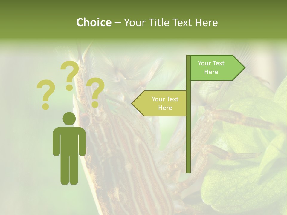 Cleaner Shrimp Close-Up Shot In Aquarium PowerPoint Template