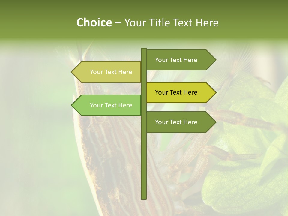 Cleaner Shrimp Close-Up Shot In Aquarium PowerPoint Template
