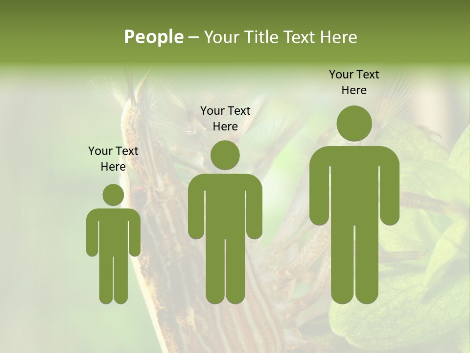 Cleaner Shrimp Close-Up Shot In Aquarium PowerPoint Template