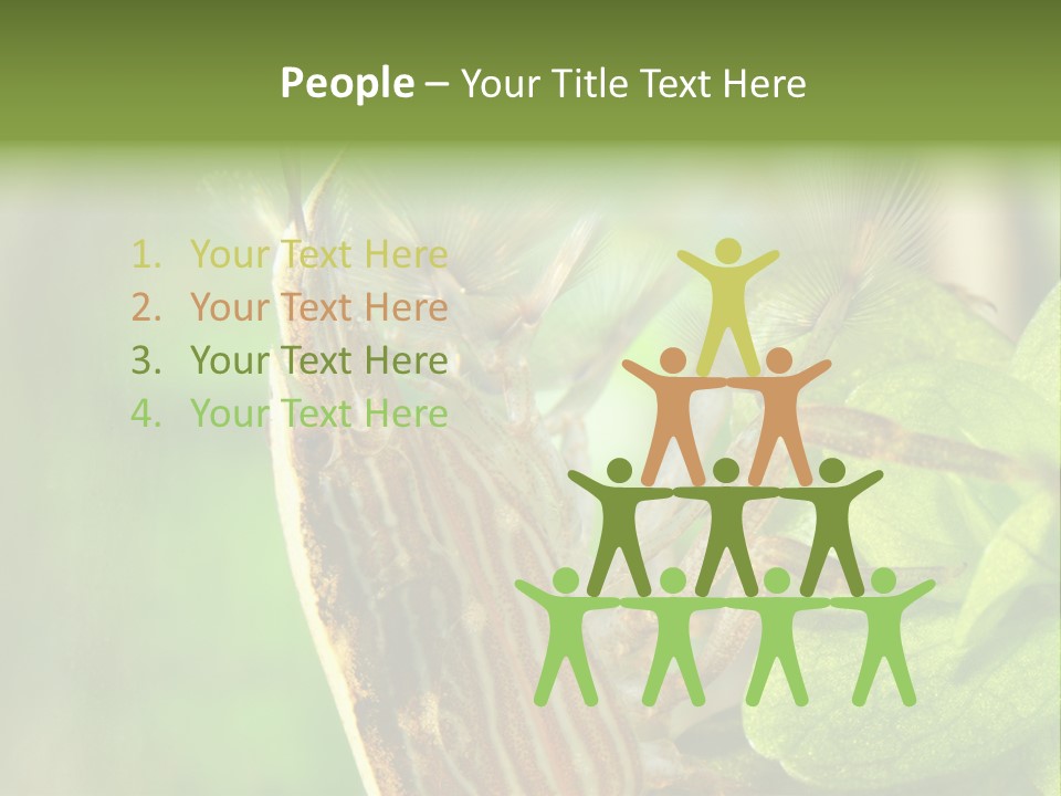 Cleaner Shrimp Close-Up Shot In Aquarium PowerPoint Template