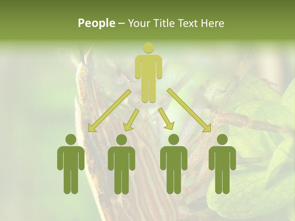 Cleaner Shrimp Close-Up Shot In Aquarium PowerPoint Template