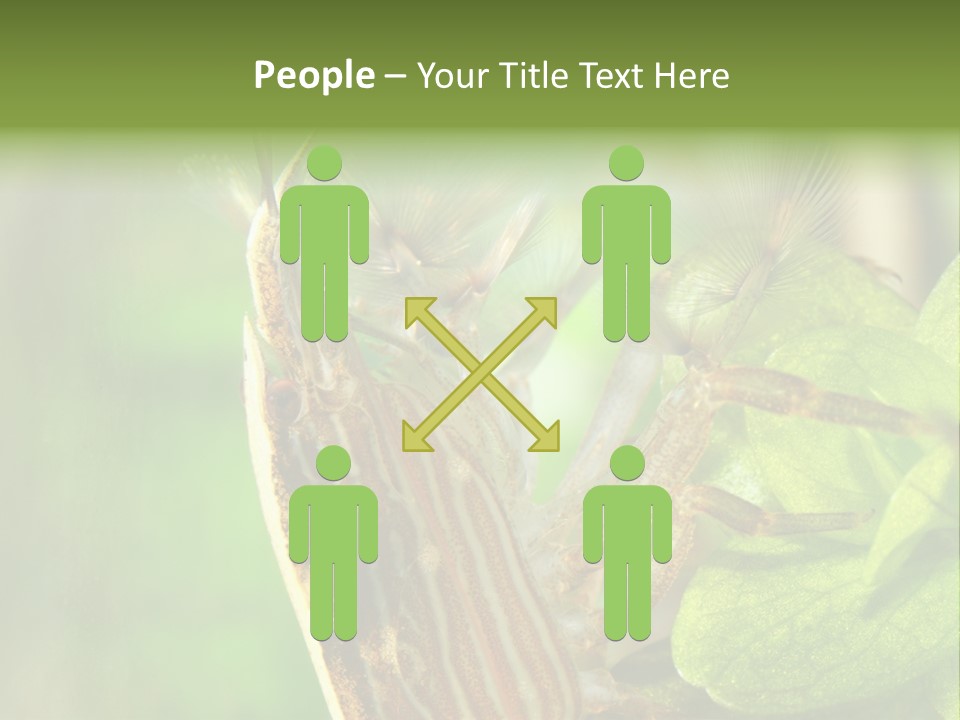 Cleaner Shrimp Close-Up Shot In Aquarium PowerPoint Template