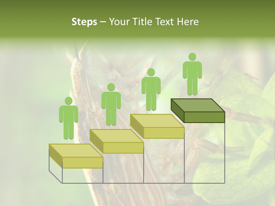 Cleaner Shrimp Close-Up Shot In Aquarium PowerPoint Template