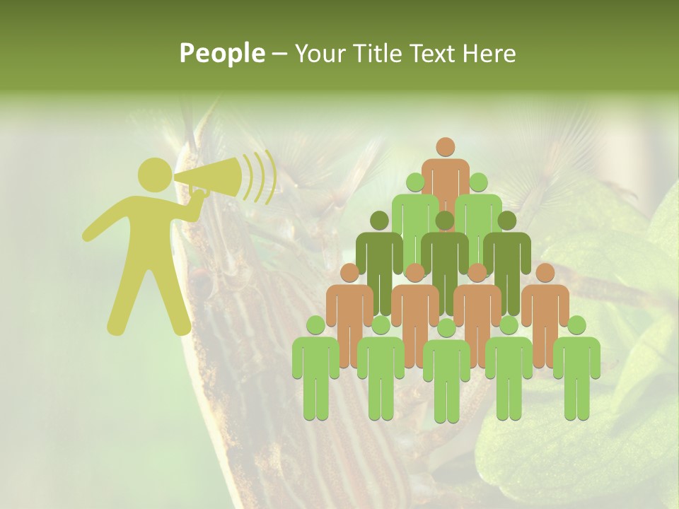 Cleaner Shrimp Close-Up Shot In Aquarium PowerPoint Template