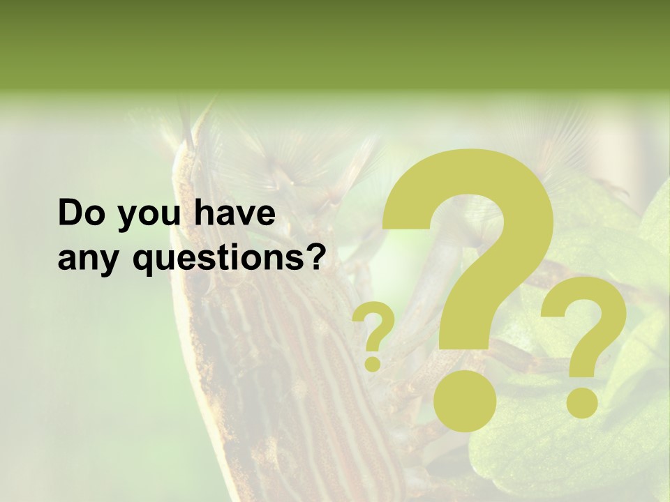 Cleaner Shrimp Close-Up Shot In Aquarium PowerPoint Template