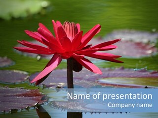 A Red Flower Is In The Middle Of A Body Of Water PowerPoint Template