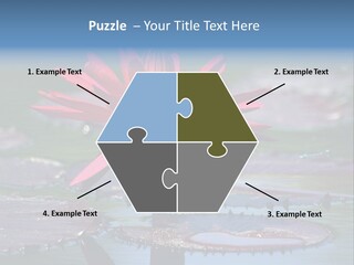 A Red Flower Is In The Middle Of A Body Of Water PowerPoint Template