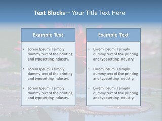 A Red Flower Is In The Middle Of A Body Of Water PowerPoint Template