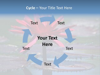 A Red Flower Is In The Middle Of A Body Of Water PowerPoint Template