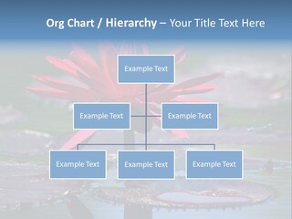 A Red Flower Is In The Middle Of A Body Of Water PowerPoint Template