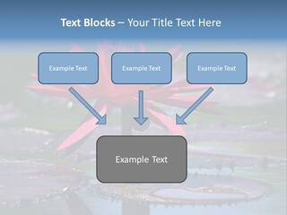 A Red Flower Is In The Middle Of A Body Of Water PowerPoint Template