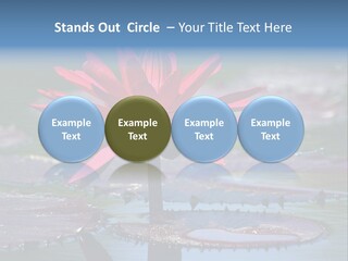 A Red Flower Is In The Middle Of A Body Of Water PowerPoint Template