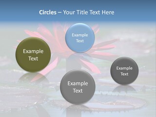 A Red Flower Is In The Middle Of A Body Of Water PowerPoint Template