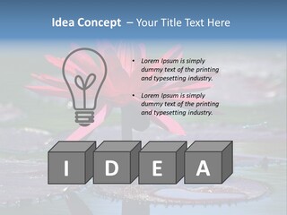 A Red Flower Is In The Middle Of A Body Of Water PowerPoint Template