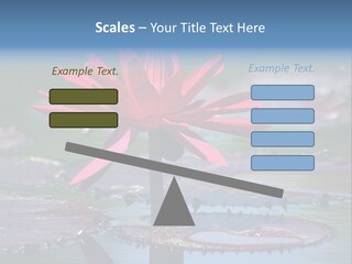 A Red Flower Is In The Middle Of A Body Of Water PowerPoint Template
