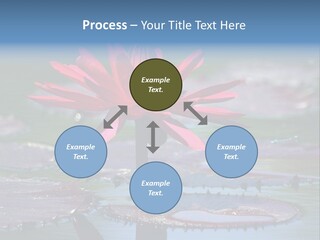 A Red Flower Is In The Middle Of A Body Of Water PowerPoint Template