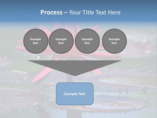 A Red Flower Is In The Middle Of A Body Of Water PowerPoint Template