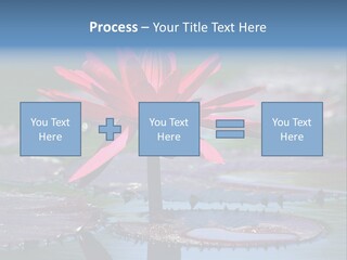 A Red Flower Is In The Middle Of A Body Of Water PowerPoint Template