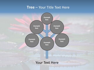 A Red Flower Is In The Middle Of A Body Of Water PowerPoint Template