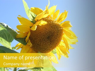 Sunflower PowerPoint Template