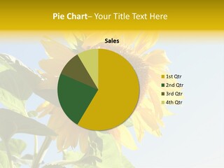 Sunflower PowerPoint Template