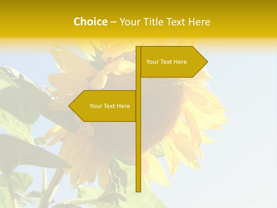 Sunflower PowerPoint Template