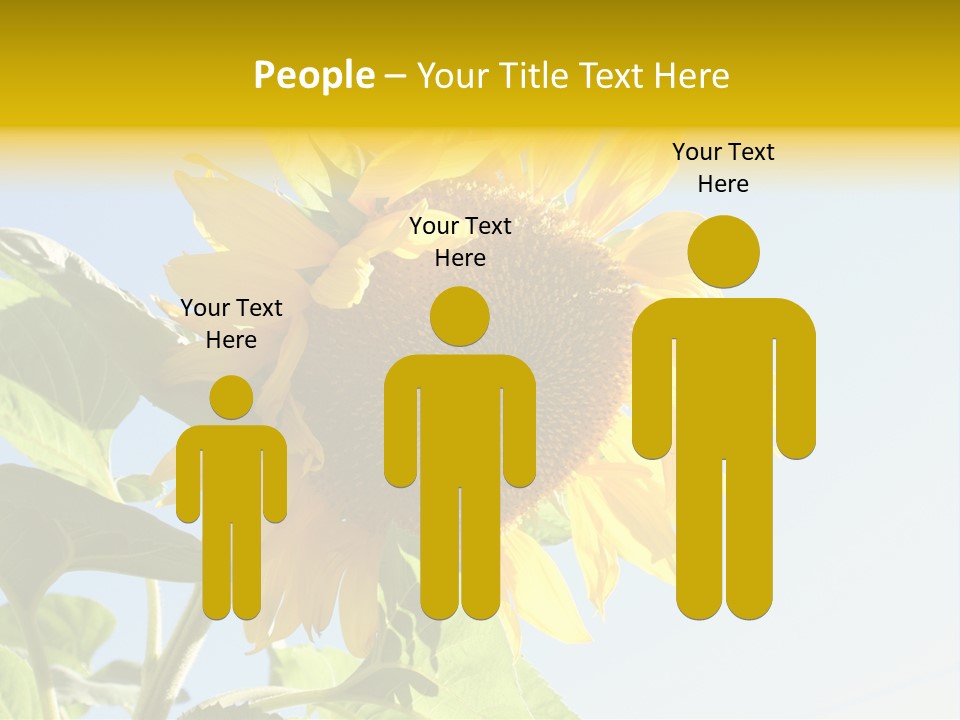 Sunflower PowerPoint Template