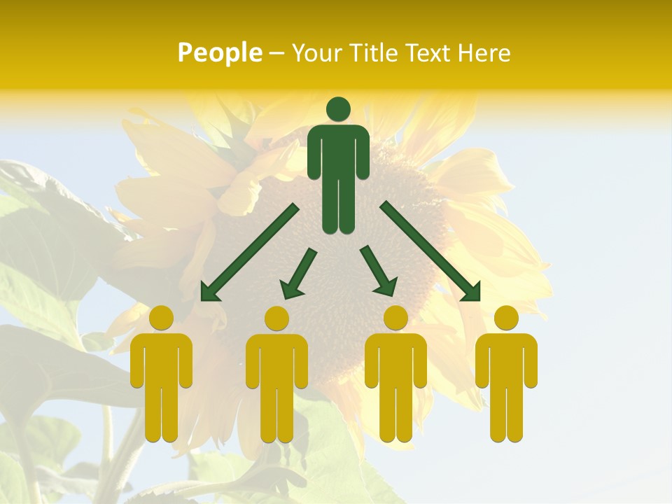 Sunflower PowerPoint Template