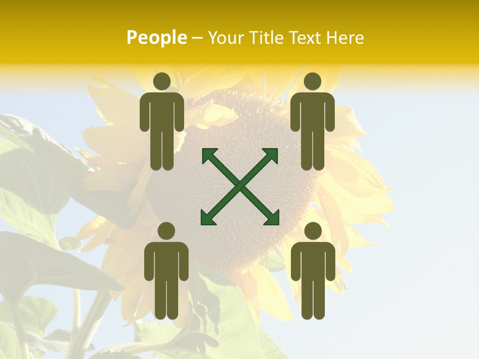 Sunflower PowerPoint Template