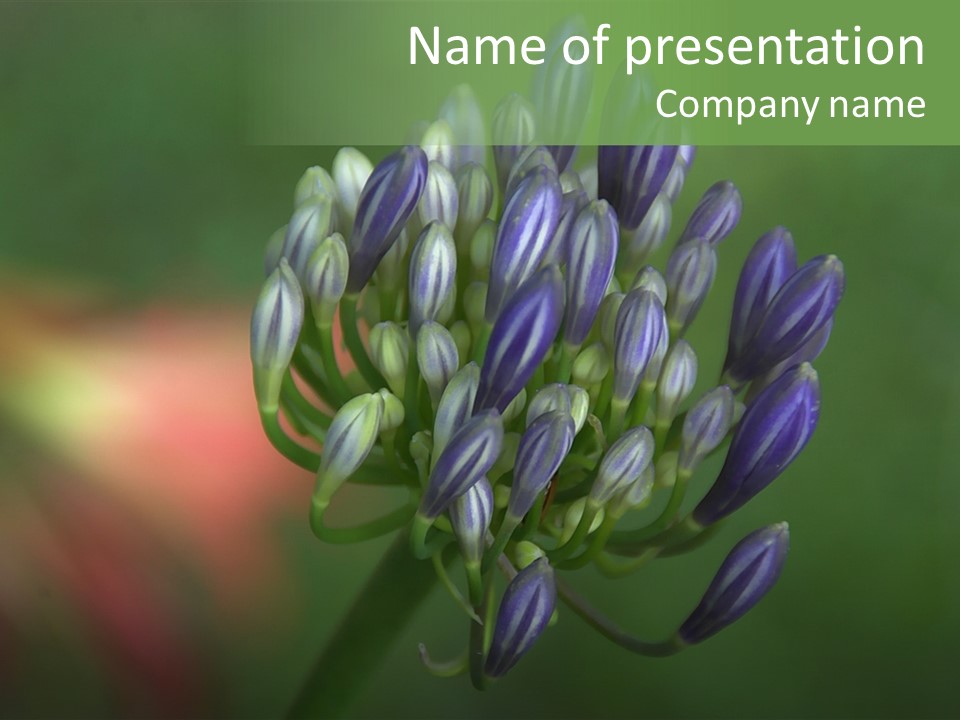 A Picture Of A Purple Flower On A Green Background PowerPoint Template