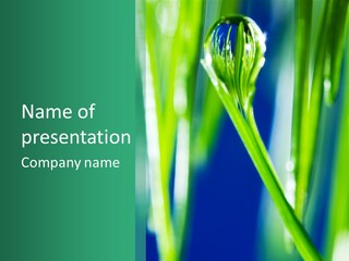 Grass And Drop PowerPoint Template