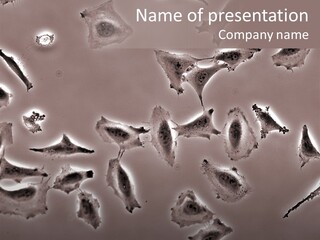 A Picture Of A Group Of Plants On A Table PowerPoint Template