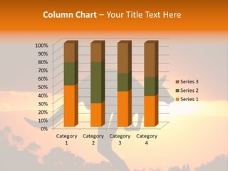 Kangaroo On The Sunset PowerPoint Template