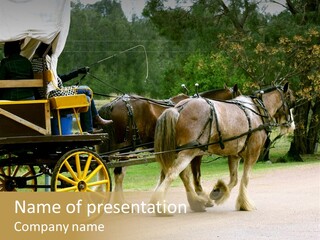 Horse And Wagon Ride, Hunter Valley, Australia PowerPoint Template