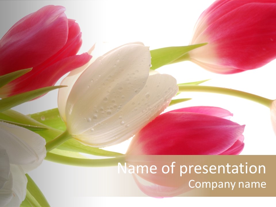 White And Pink Tulips PowerPoint Template