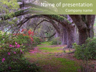 Spring Landscape Scene In Woods Of Charleston, South Carolina PowerPoint Template