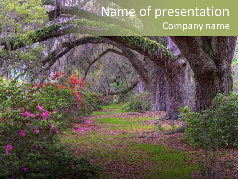 Spring Landscape Scene In Woods Of Charleston, South Carolina PowerPoint Template