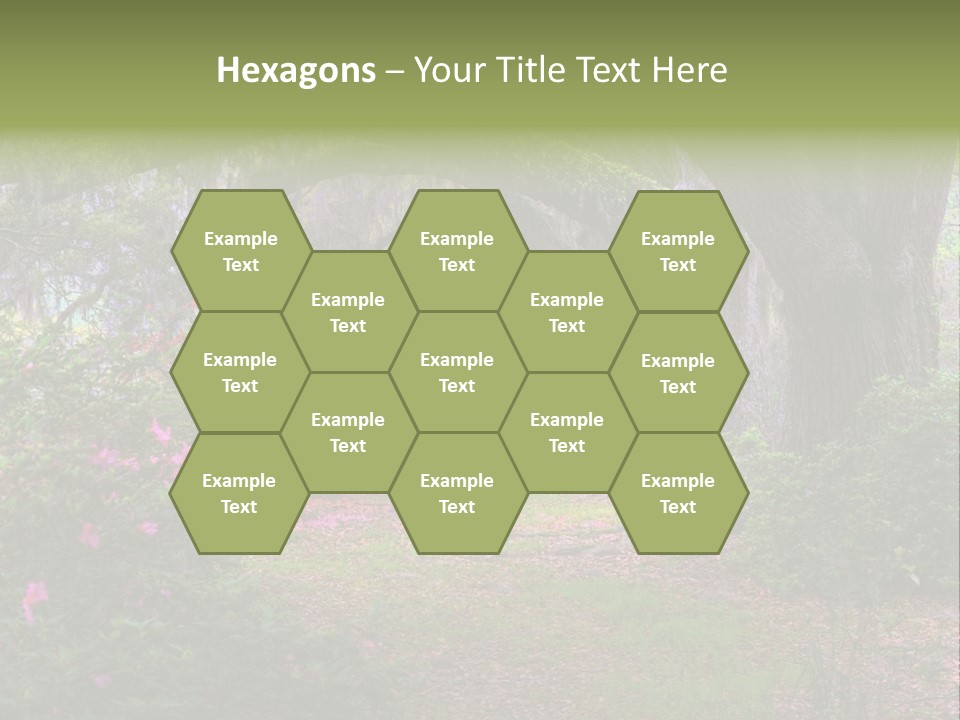 Spring Landscape Scene In Woods Of Charleston, South Carolina PowerPoint Template