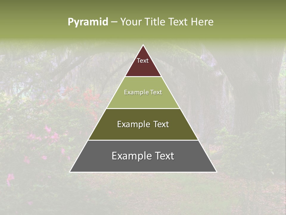 Spring Landscape Scene In Woods Of Charleston, South Carolina PowerPoint Template