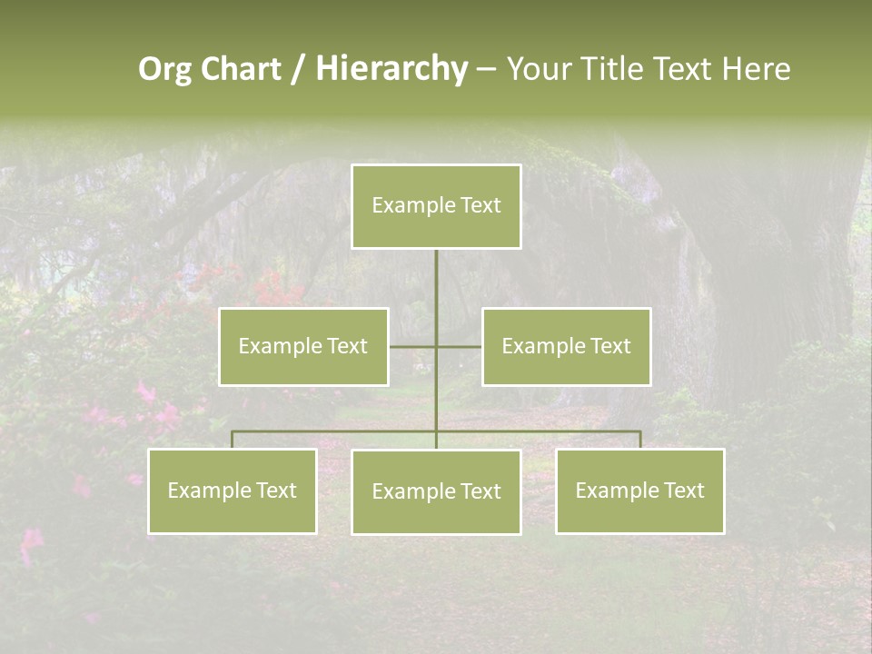 Spring Landscape Scene In Woods Of Charleston, South Carolina PowerPoint Template