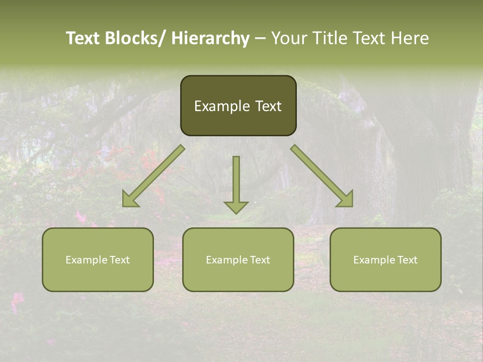 Spring Landscape Scene In Woods Of Charleston, South Carolina PowerPoint Template