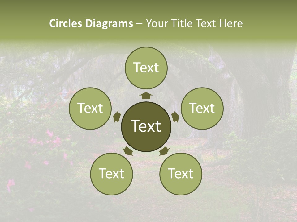 Spring Landscape Scene In Woods Of Charleston, South Carolina PowerPoint Template