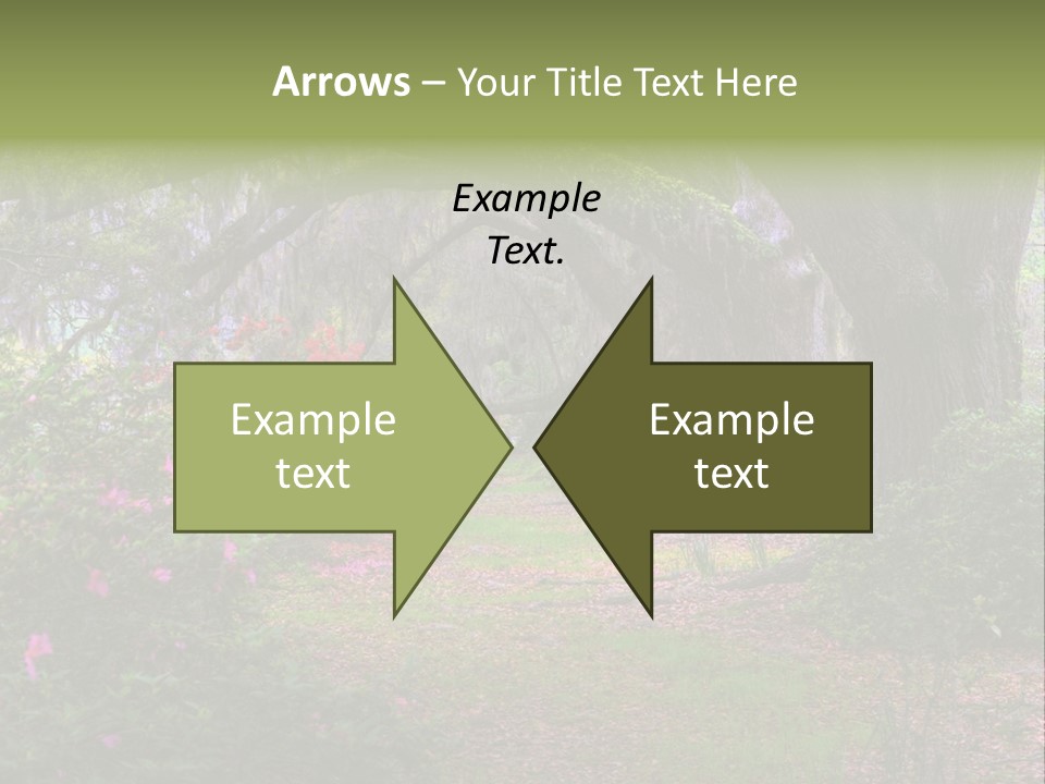 Spring Landscape Scene In Woods Of Charleston, South Carolina PowerPoint Template