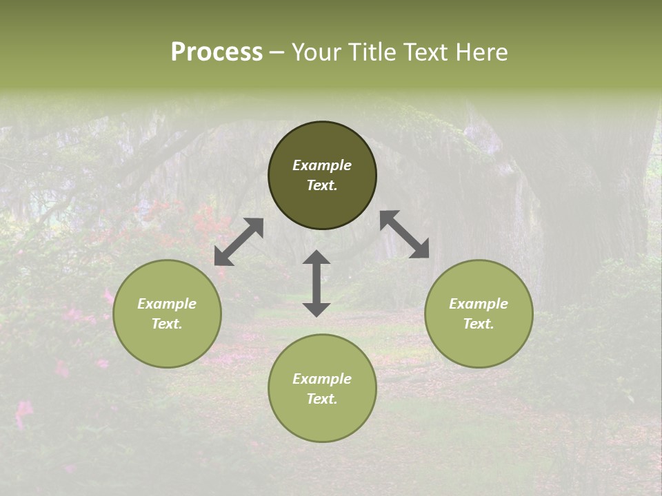 Spring Landscape Scene In Woods Of Charleston, South Carolina PowerPoint Template