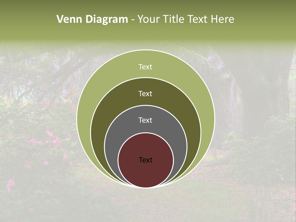 Spring Landscape Scene In Woods Of Charleston, South Carolina PowerPoint Template