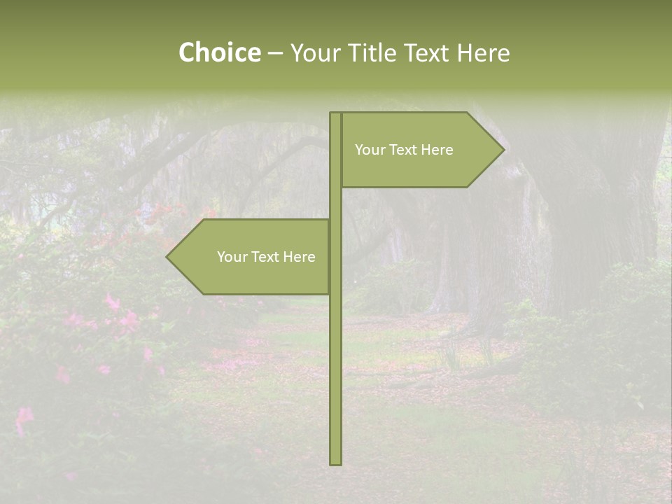 Spring Landscape Scene In Woods Of Charleston, South Carolina PowerPoint Template