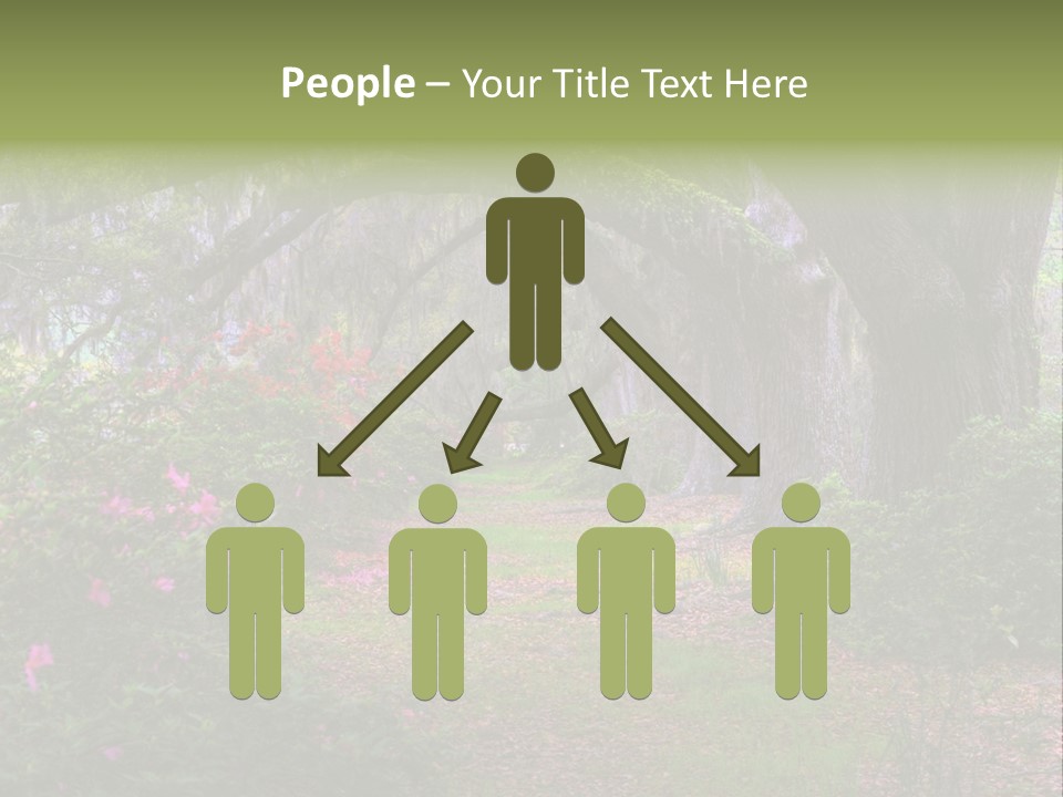 Spring Landscape Scene In Woods Of Charleston, South Carolina PowerPoint Template