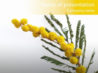 Yellow Mimosa Flowers On White PowerPoint Template