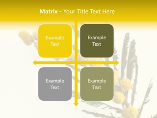 Yellow Mimosa Flowers On White PowerPoint Template