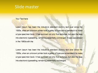 Yellow Mimosa Flowers On White PowerPoint Template